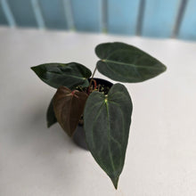 Load image into Gallery viewer, #R483 Multi-headed Dark Anthurium NOID