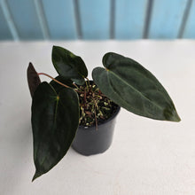 Load image into Gallery viewer, #R483 Multi-headed Dark Anthurium NOID