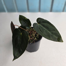 Load image into Gallery viewer, #R483 Multi-headed Dark Anthurium NOID