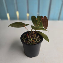 Load image into Gallery viewer, #R483 Multi-headed Dark Anthurium NOID