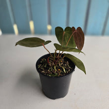 Load image into Gallery viewer, #R483 Multi-headed Dark Anthurium NOID