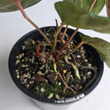 Load image into Gallery viewer, #R483 Multi-headed Dark Anthurium NOID