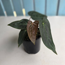 Load image into Gallery viewer, #R483 Multi-headed Dark Anthurium NOID