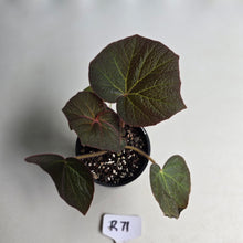 Load image into Gallery viewer, #R71 Begonia Yorkes Delight