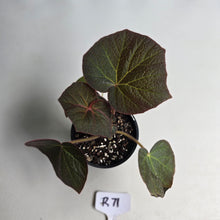 Load image into Gallery viewer, #R71 Begonia Yorkes Delight