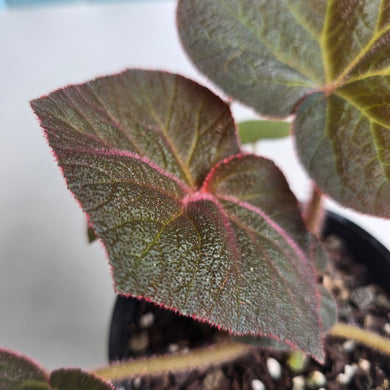 #R71 Begonia Yorkes Delight