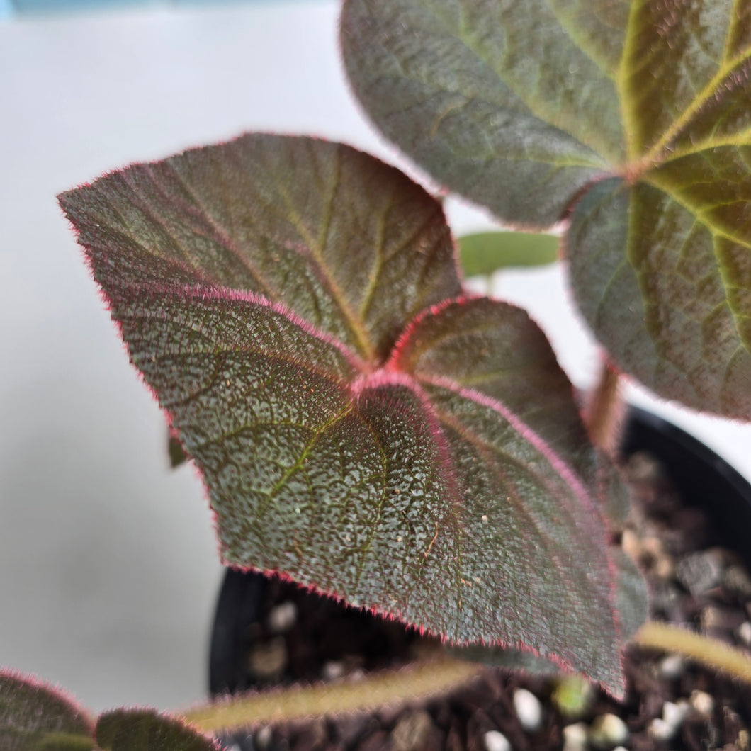 #R71 Begonia Yorkes Delight