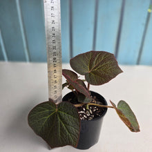 Load image into Gallery viewer, #R71 Begonia Yorkes Delight