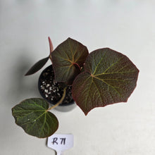 Load image into Gallery viewer, #R71 Begonia Yorkes Delight