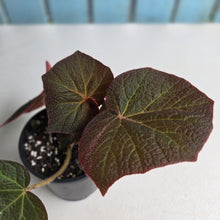 Load image into Gallery viewer, #R71 Begonia Yorkes Delight