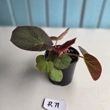 Load image into Gallery viewer, #R71 Begonia Yorkes Delight