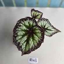 Load image into Gallery viewer, #R43 Begonia Fireworks