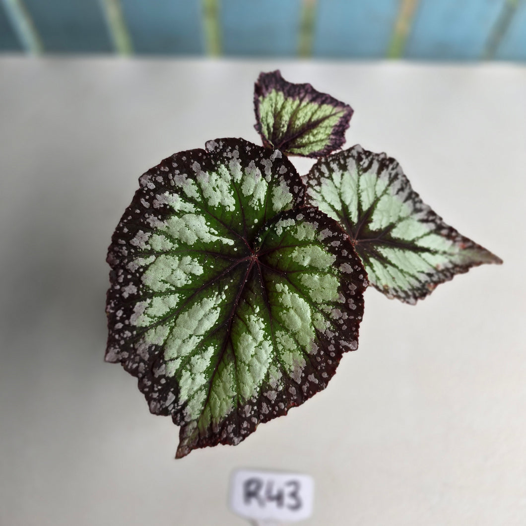 #R43 Begonia Fireworks