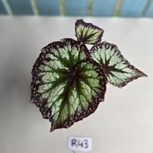 Load image into Gallery viewer, #R43 Begonia Fireworks