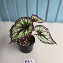 Load image into Gallery viewer, #R43 Begonia Fireworks