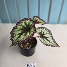 Load image into Gallery viewer, #R43 Begonia Fireworks