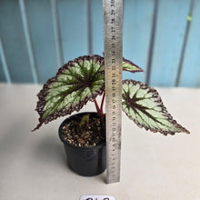 Load image into Gallery viewer, #R43 Begonia Fireworks