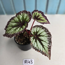 Load image into Gallery viewer, #R43 Begonia Fireworks