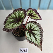 Load image into Gallery viewer, #R43 Begonia Fireworks