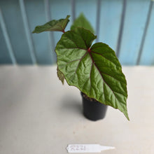 Load image into Gallery viewer, #R221 Begonia Handelii