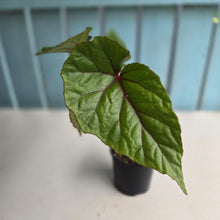 Load image into Gallery viewer, #R221 Begonia Handelii