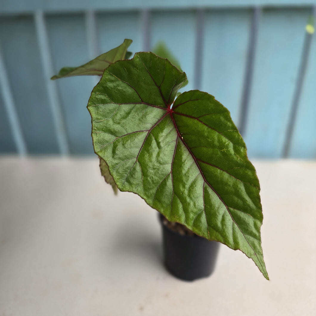 #R221 Begonia Handelii