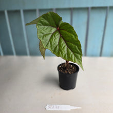 Load image into Gallery viewer, #R221 Begonia Handelii