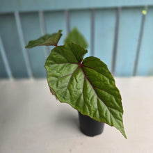 Load image into Gallery viewer, #R221 Begonia Handelii