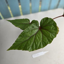 Load image into Gallery viewer, #R221 Begonia Handelii