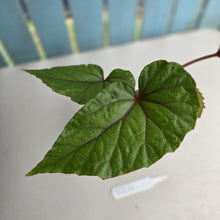 Load image into Gallery viewer, #R221 Begonia Handelii