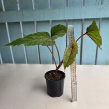 Load image into Gallery viewer, #R221 Begonia Handelii