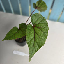 Load image into Gallery viewer, #R221 Begonia Handelii