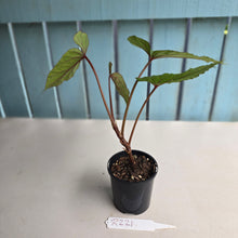 Load image into Gallery viewer, #R221 Begonia Handelii