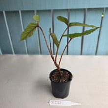 Load image into Gallery viewer, #R221 Begonia Handelii