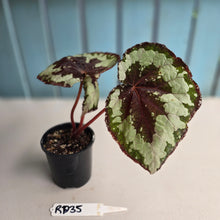 Load image into Gallery viewer, #RD35 Begonia Havilah
