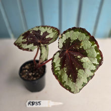 Load image into Gallery viewer, #RD35 Begonia Havilah