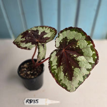 Load image into Gallery viewer, #RD35 Begonia Havilah