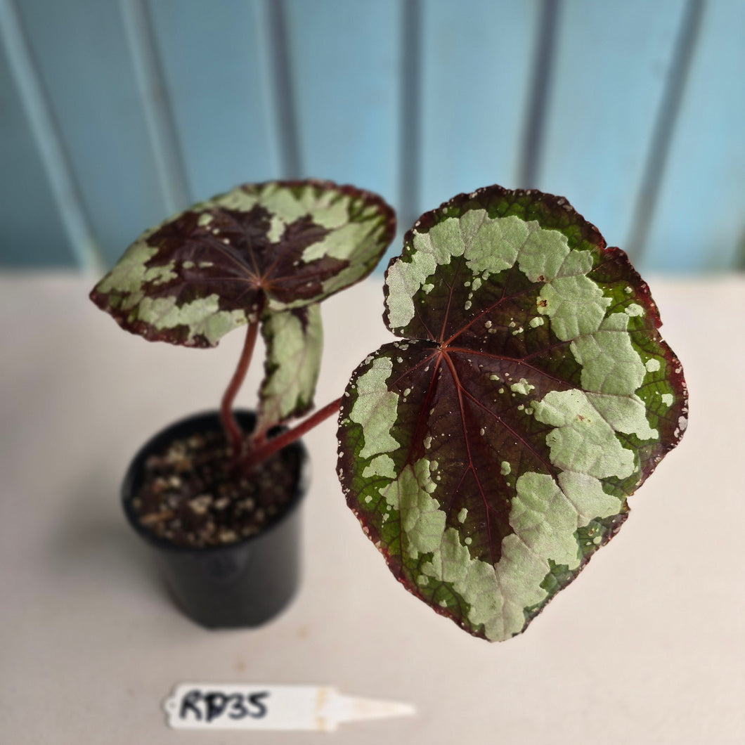 #RD35 Begonia Havilah