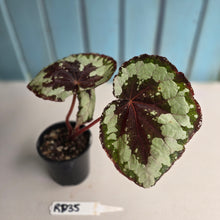 Load image into Gallery viewer, #RD35 Begonia Havilah