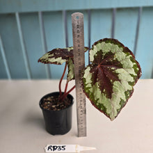 Load image into Gallery viewer, #RD35 Begonia Havilah