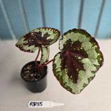 Load image into Gallery viewer, #RD35 Begonia Havilah