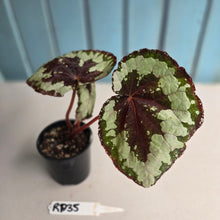 Load image into Gallery viewer, #RD35 Begonia Havilah