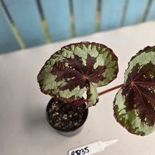Load image into Gallery viewer, #RD35 Begonia Havilah