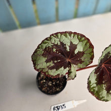 Load image into Gallery viewer, #RD35 Begonia Havilah