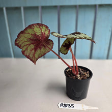 Load image into Gallery viewer, #RD35 Begonia Havilah
