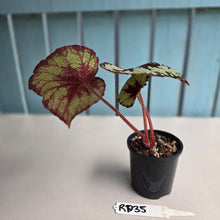 Load image into Gallery viewer, #RD35 Begonia Havilah