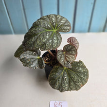 Load image into Gallery viewer, #R5 Begonia Unknown