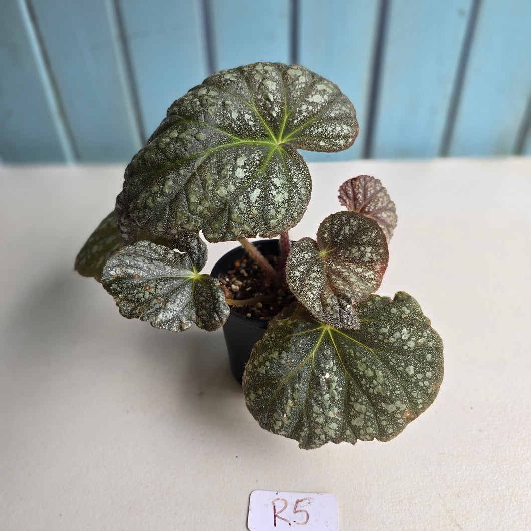 #R5 Begonia Unknown