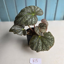 Load image into Gallery viewer, #R5 Begonia Unknown