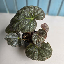 Load image into Gallery viewer, #R5 Begonia Unknown